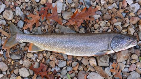 Mackinaw Trout (Salvelinus namaycush).